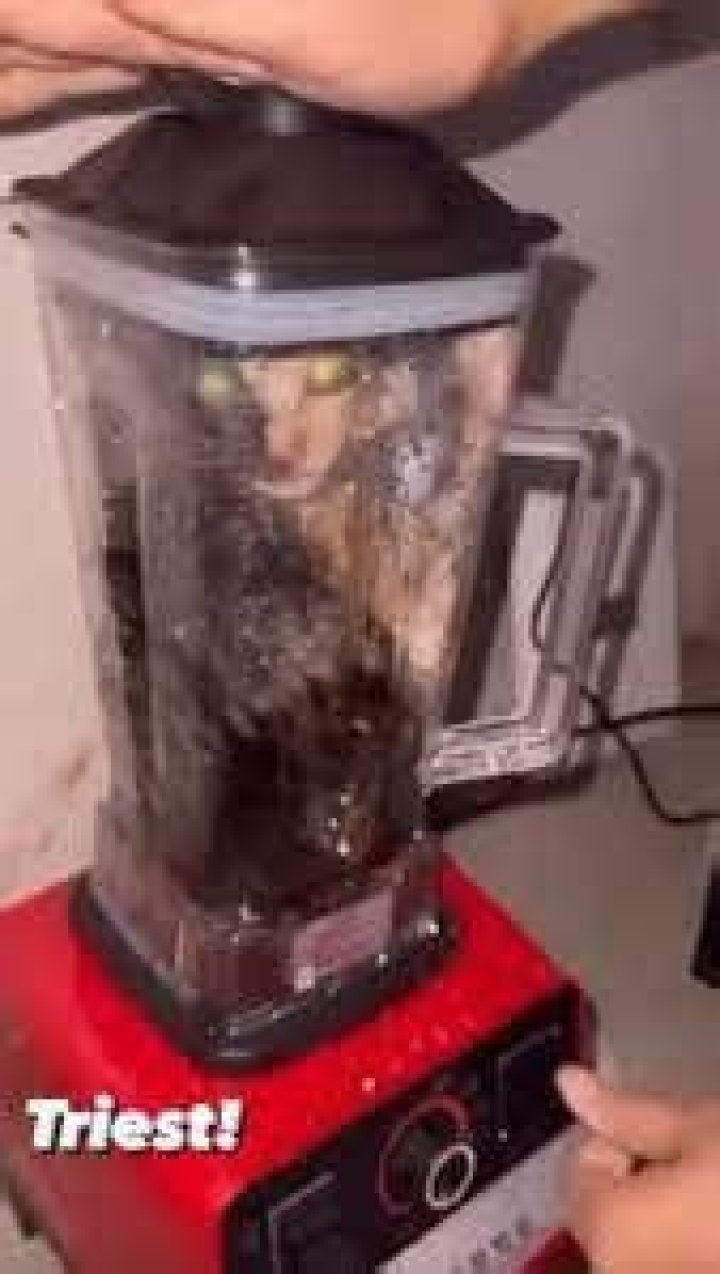 Cat In A Blender Video Twitter