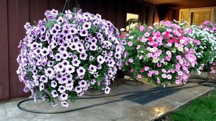 Unveiling The Enchanting World Of Supertunia Hanging Baskets: A Gardener's Paradise